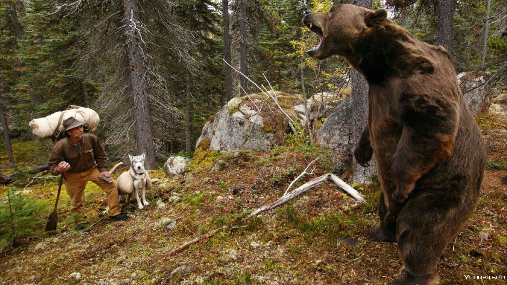 Медведь и человек в лесу фото