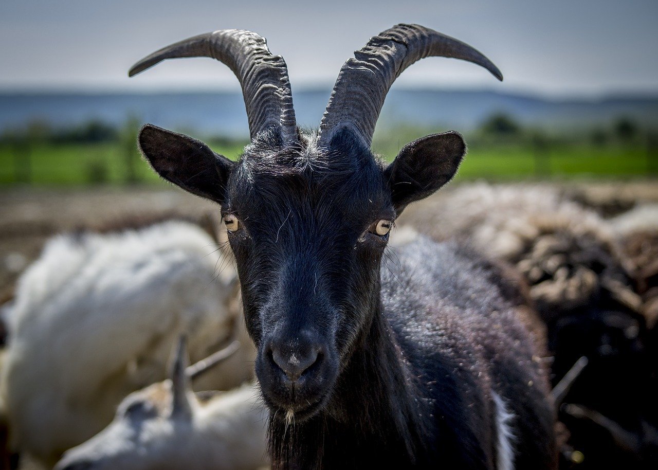 Козёл нубийский козел фото