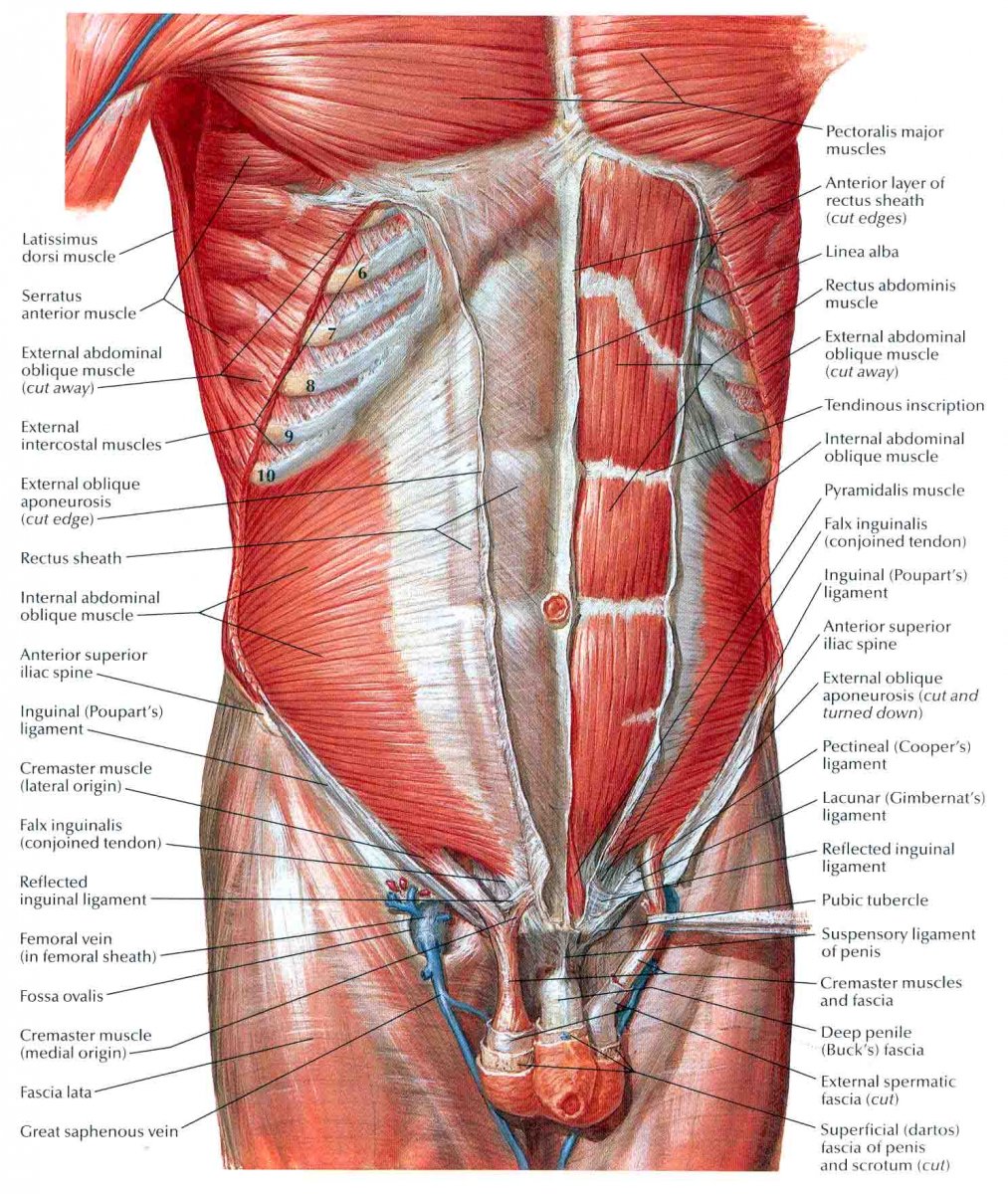Мышцы живота апоневроз анатомия