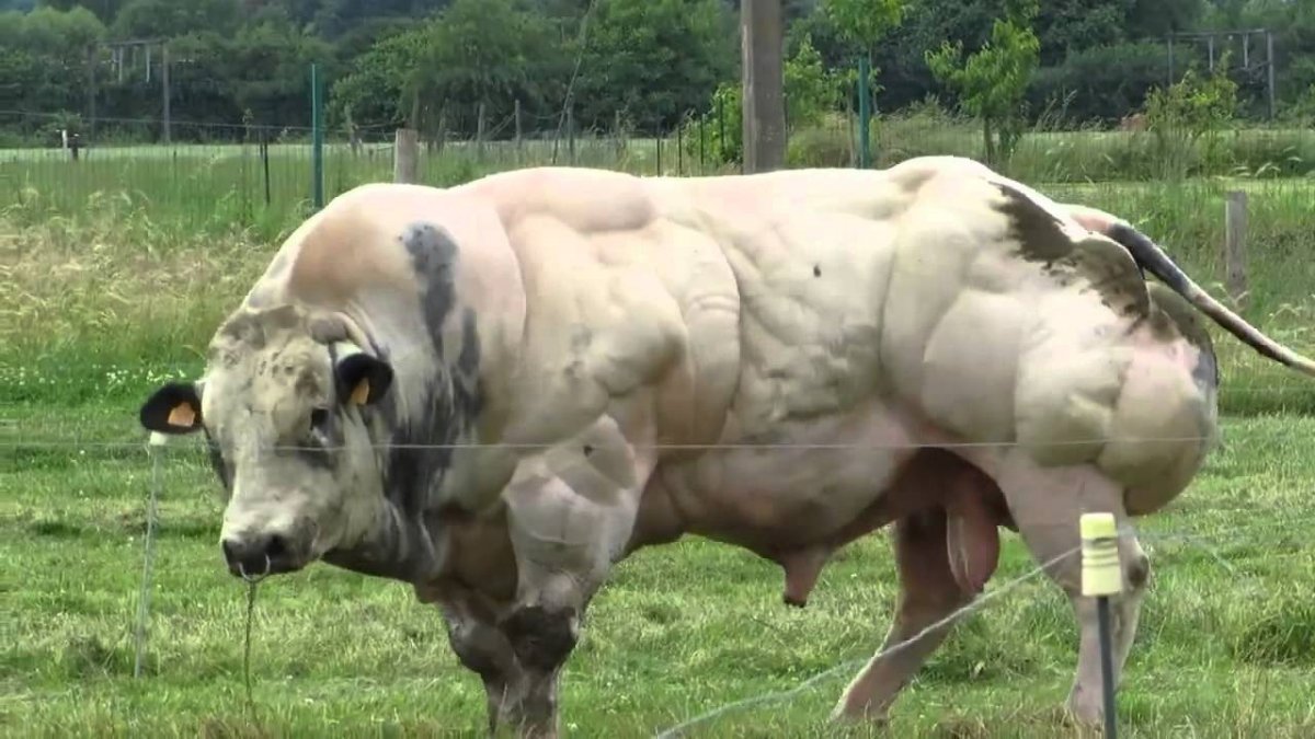 Amateur breeding bull fan photos