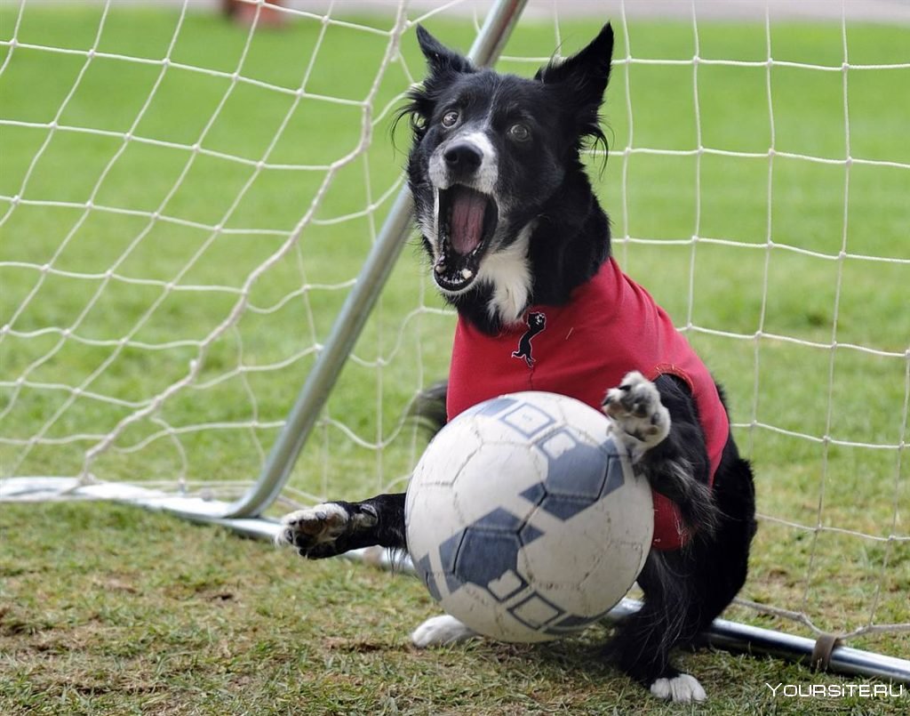 Животные с футбольным мячом