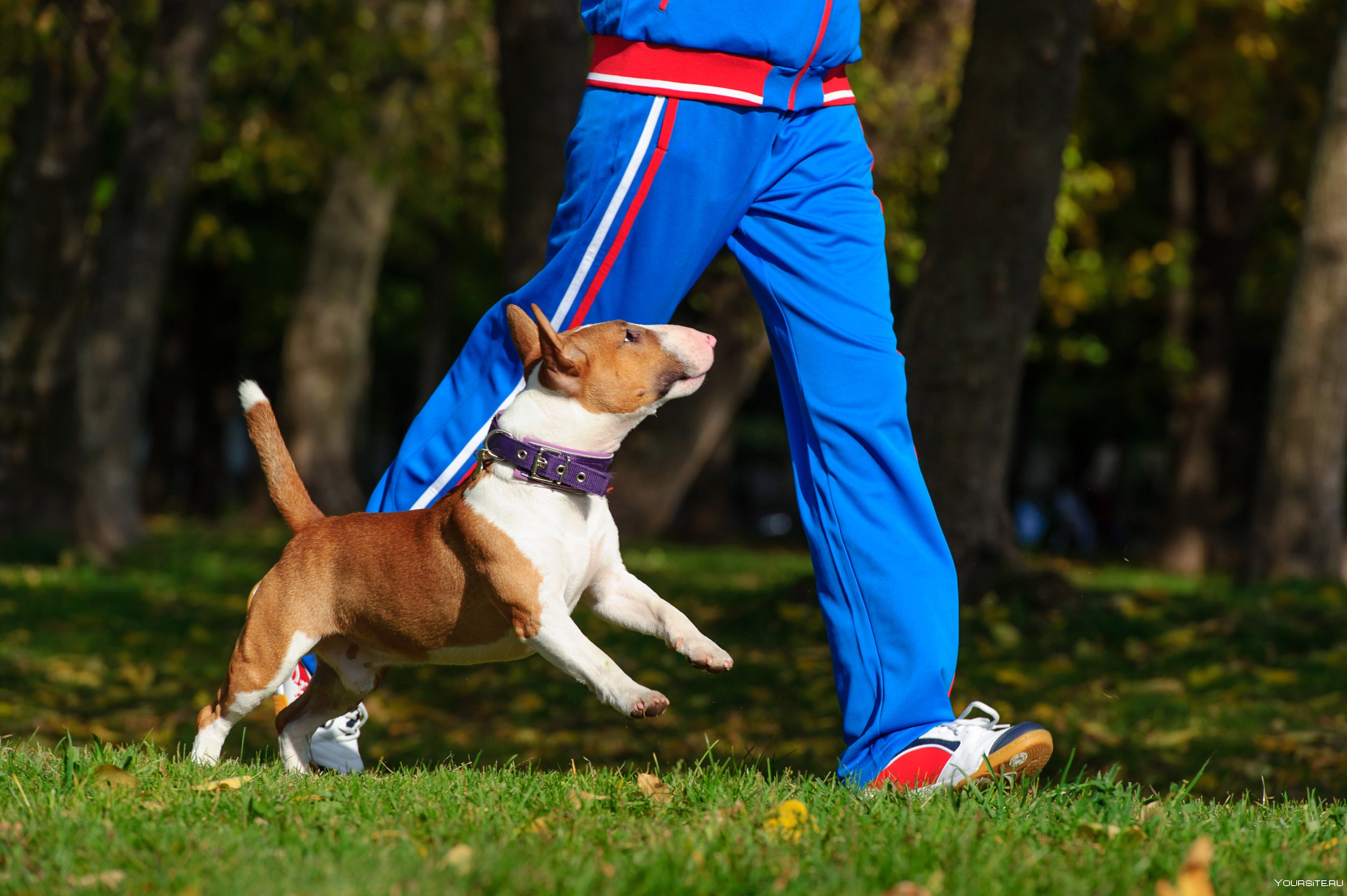 Где можно с собакой. Каникросс Джек Рассел. Спортивные собаки. Бег с собакой. Спорт с собакой.