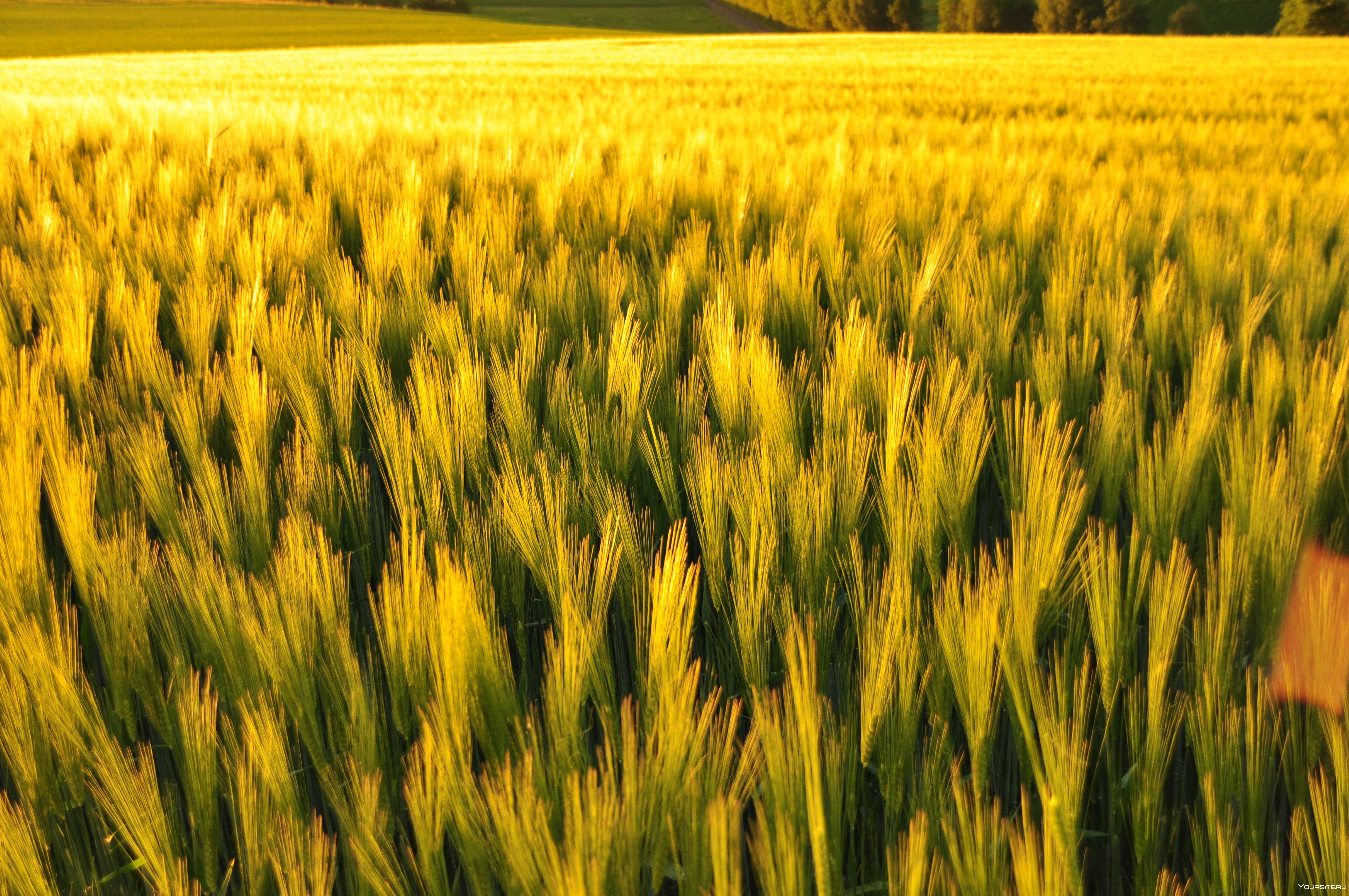 Виды полей. Ячменное поле поле поле Белгород. Цветок пшеницы. Цветущая пшеница. Обои на рабочий стол поле пшеницы.