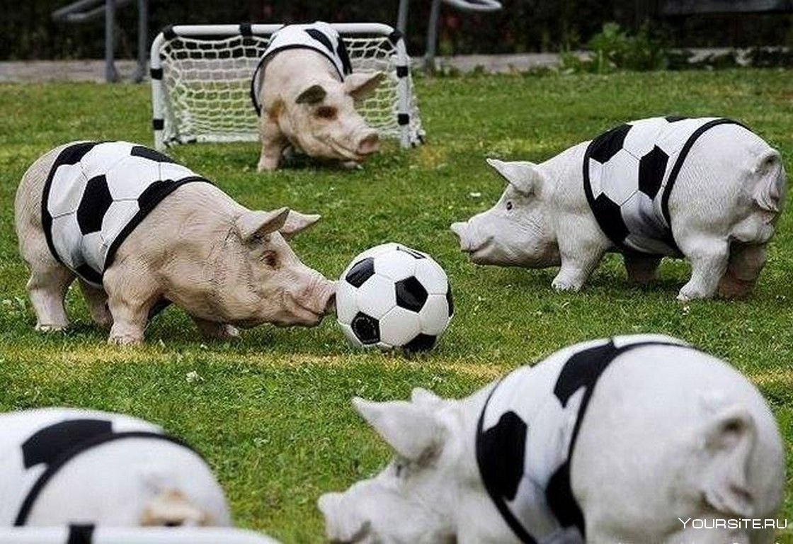 Свинья с футбольным мячом