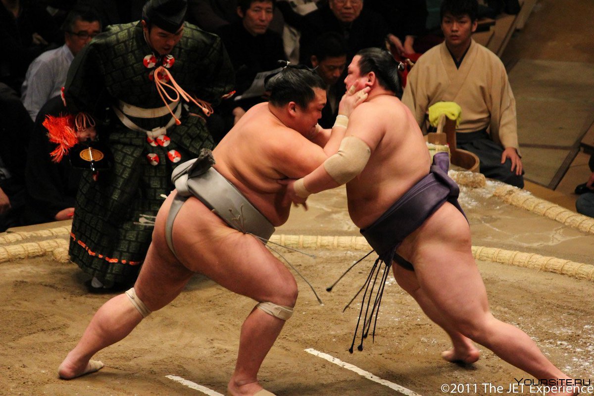 Борцы сумо весовая категория