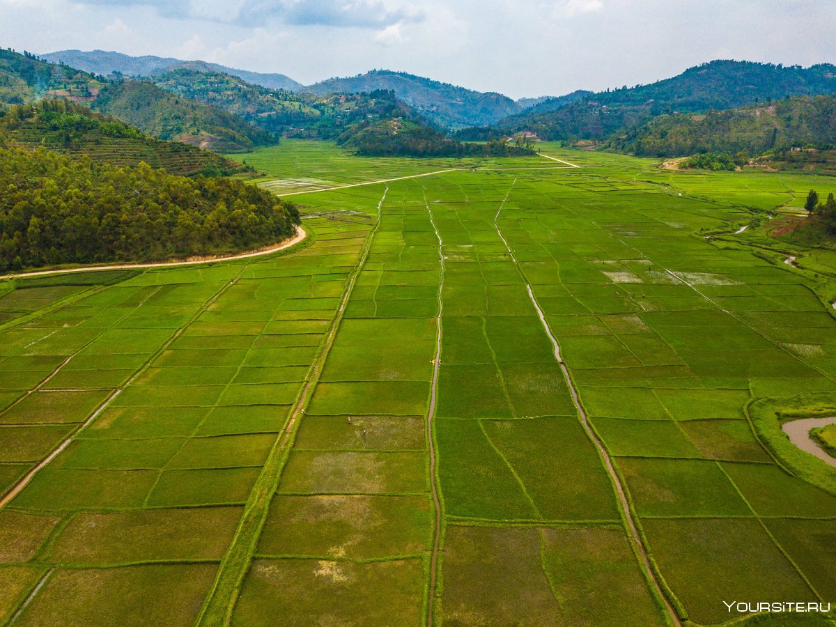 Рисовые поля и чайные плантации в Китае