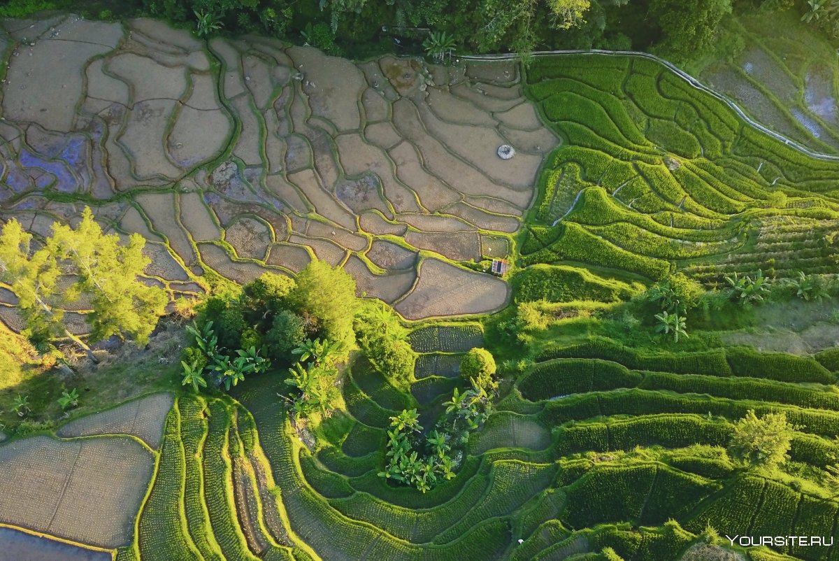 Картина Вьетнам. Рисовые поля