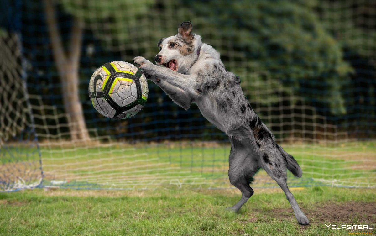 Собака с футбольным мячом