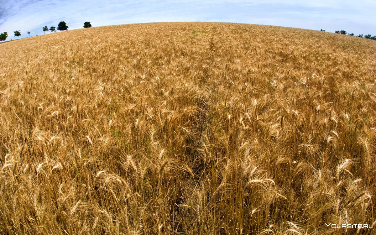 Пшеница вид сверху