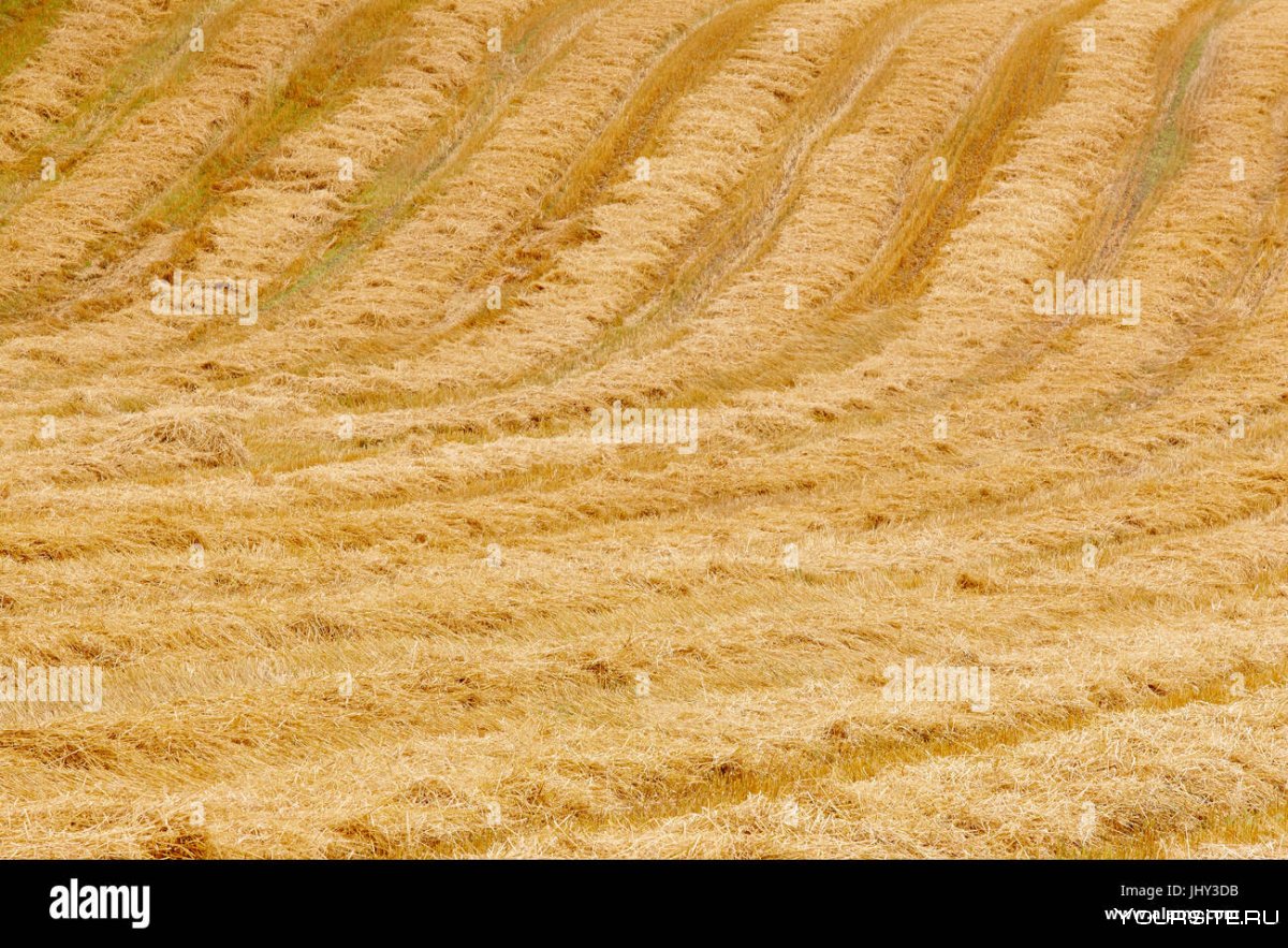 Краснодарский край пшеничные поля с высоты птичьего полета