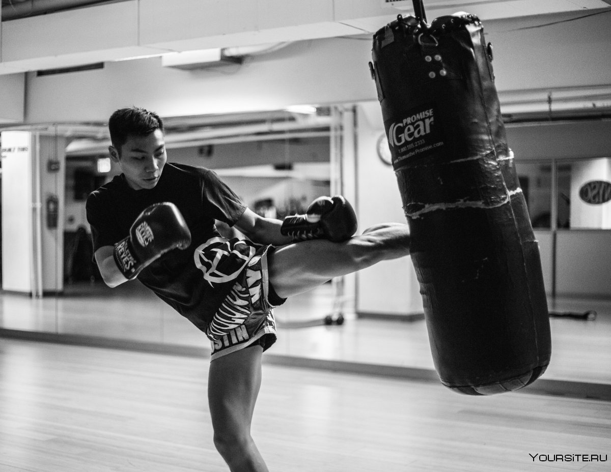 Лисин тайский боксер