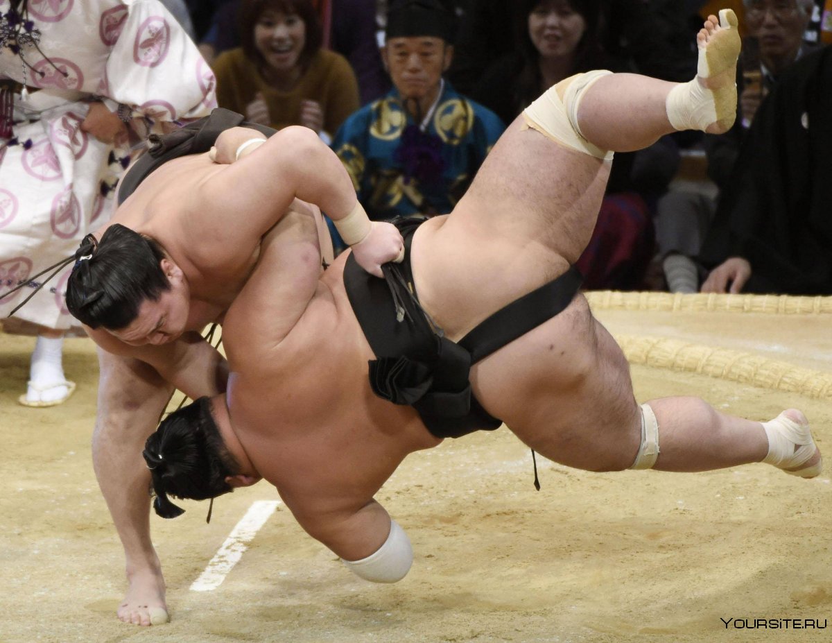 Борьба сумо борьба сумо