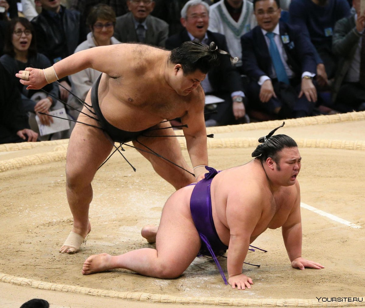 Чемпионы сумо в Японии