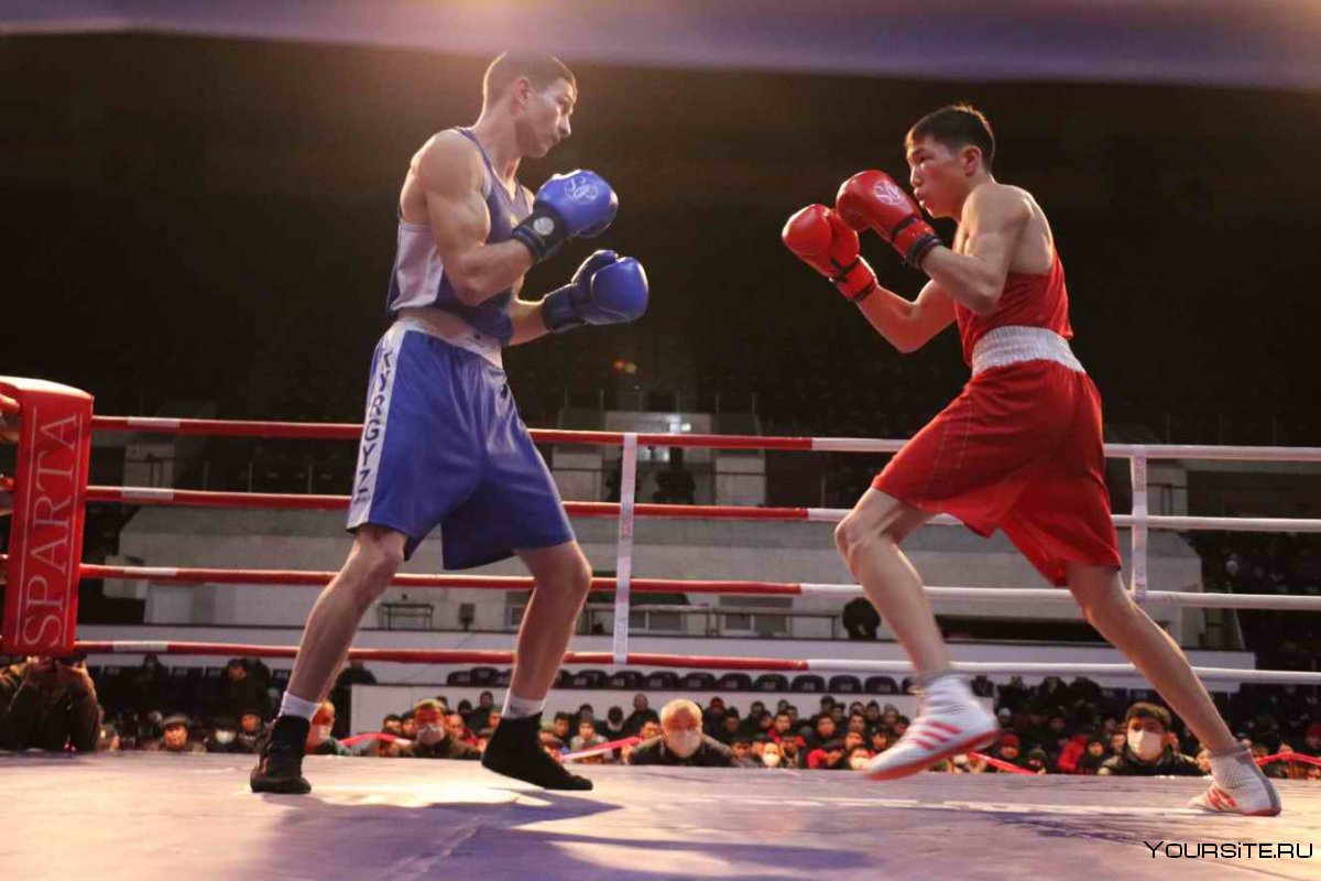Чемпионат Кыргызстана по боксу