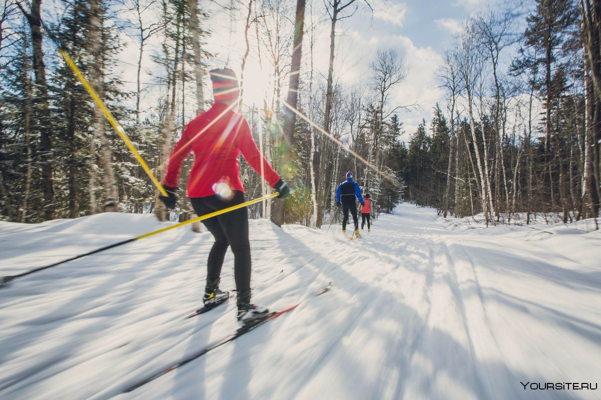 Лыжный спорт в лесу