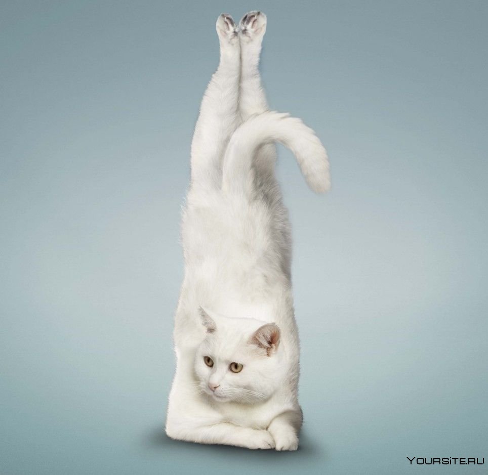 Коты гимнасты