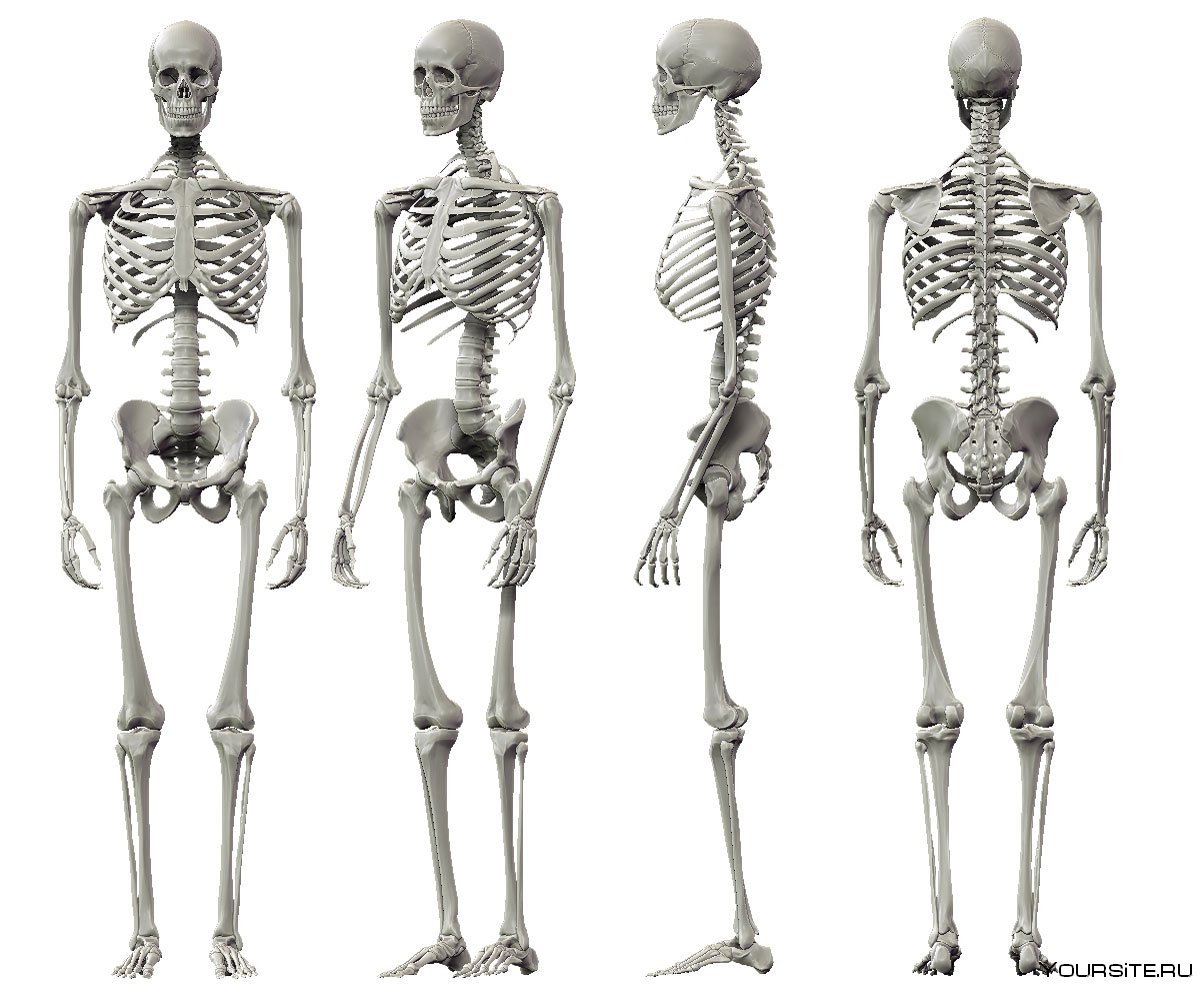 Ключицы скелет