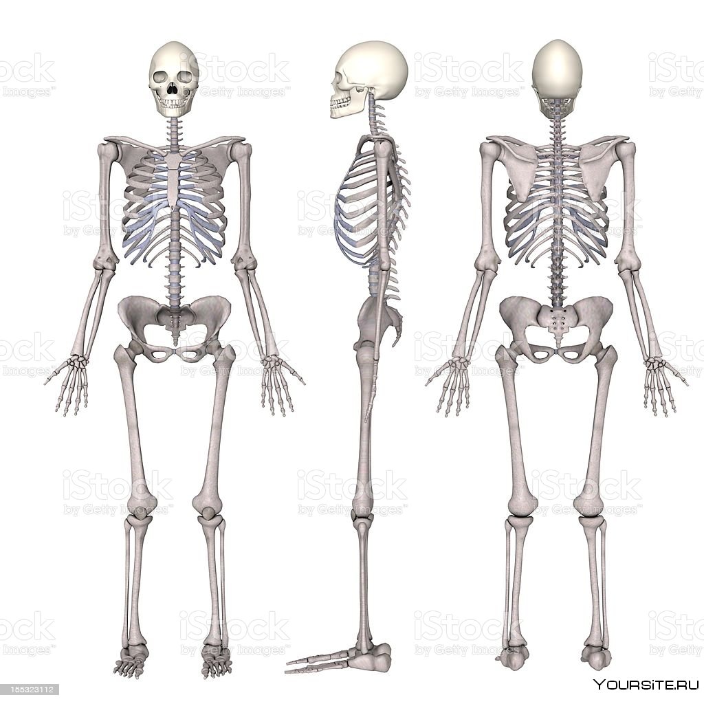 Спортивный скелет