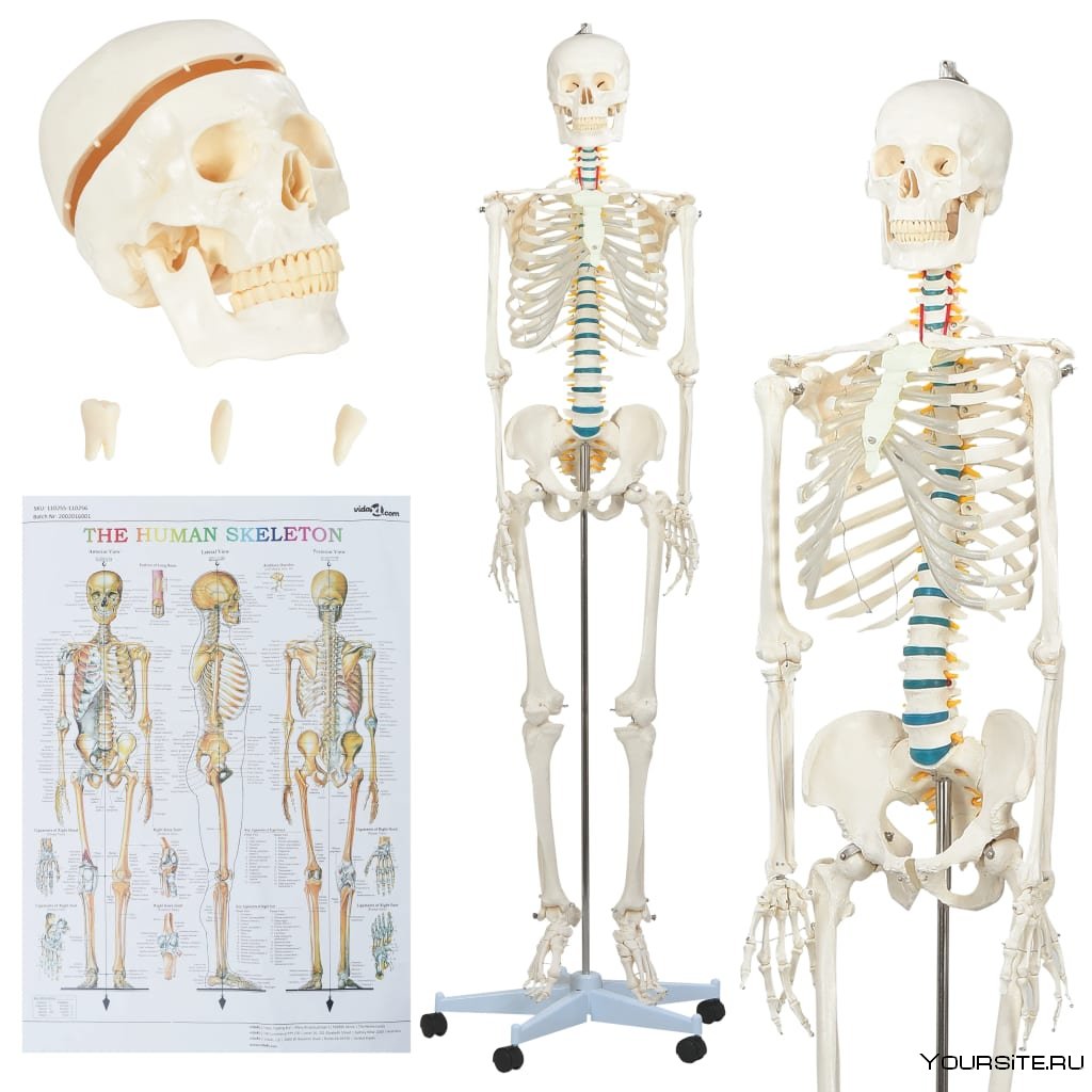 Скелет человека легкие