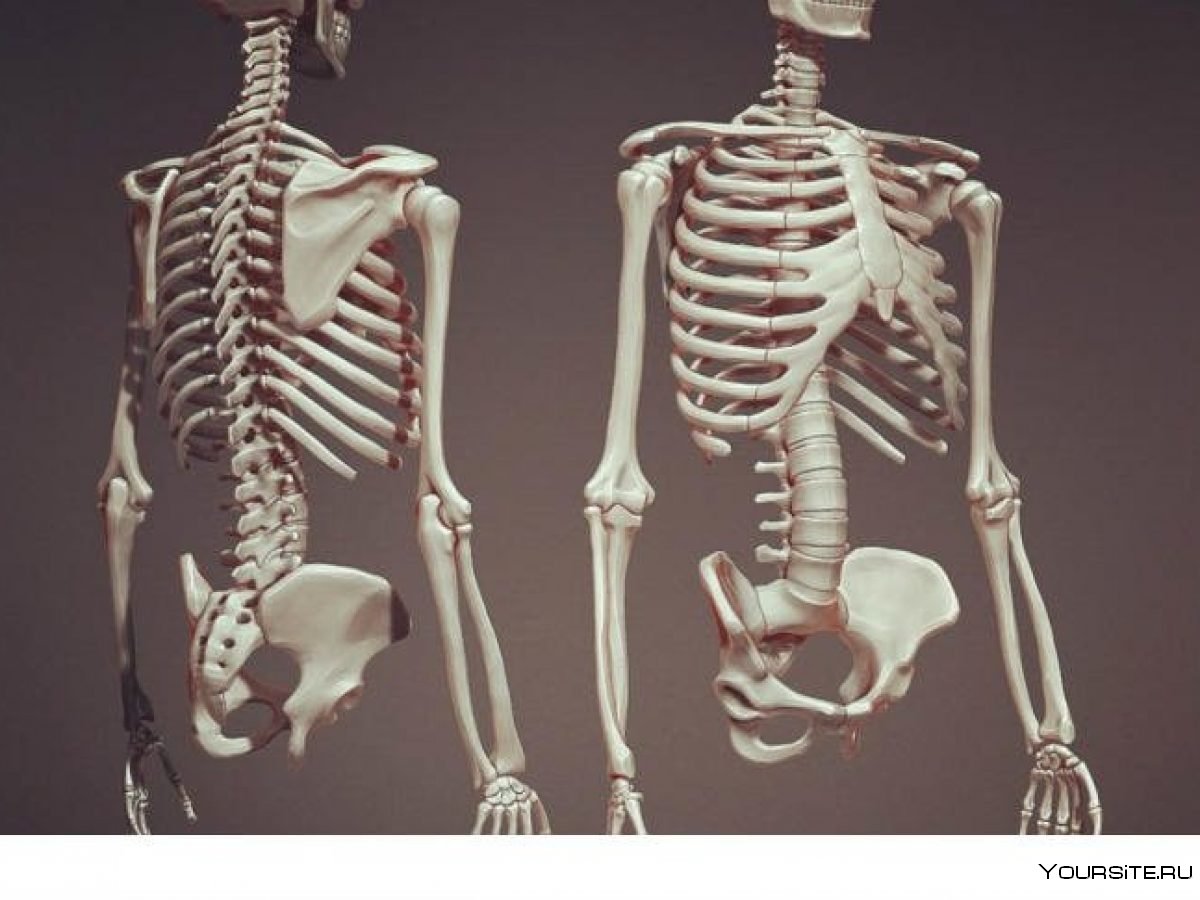 Скелет человека с разных ракурсов