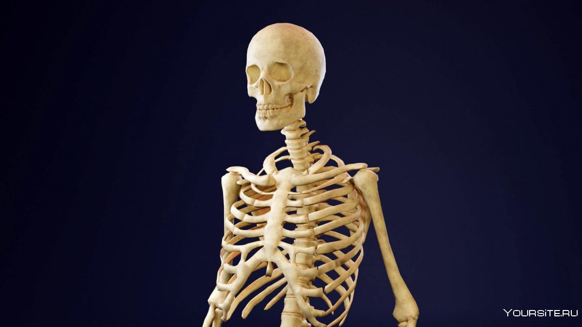 Полный скелет мужчины