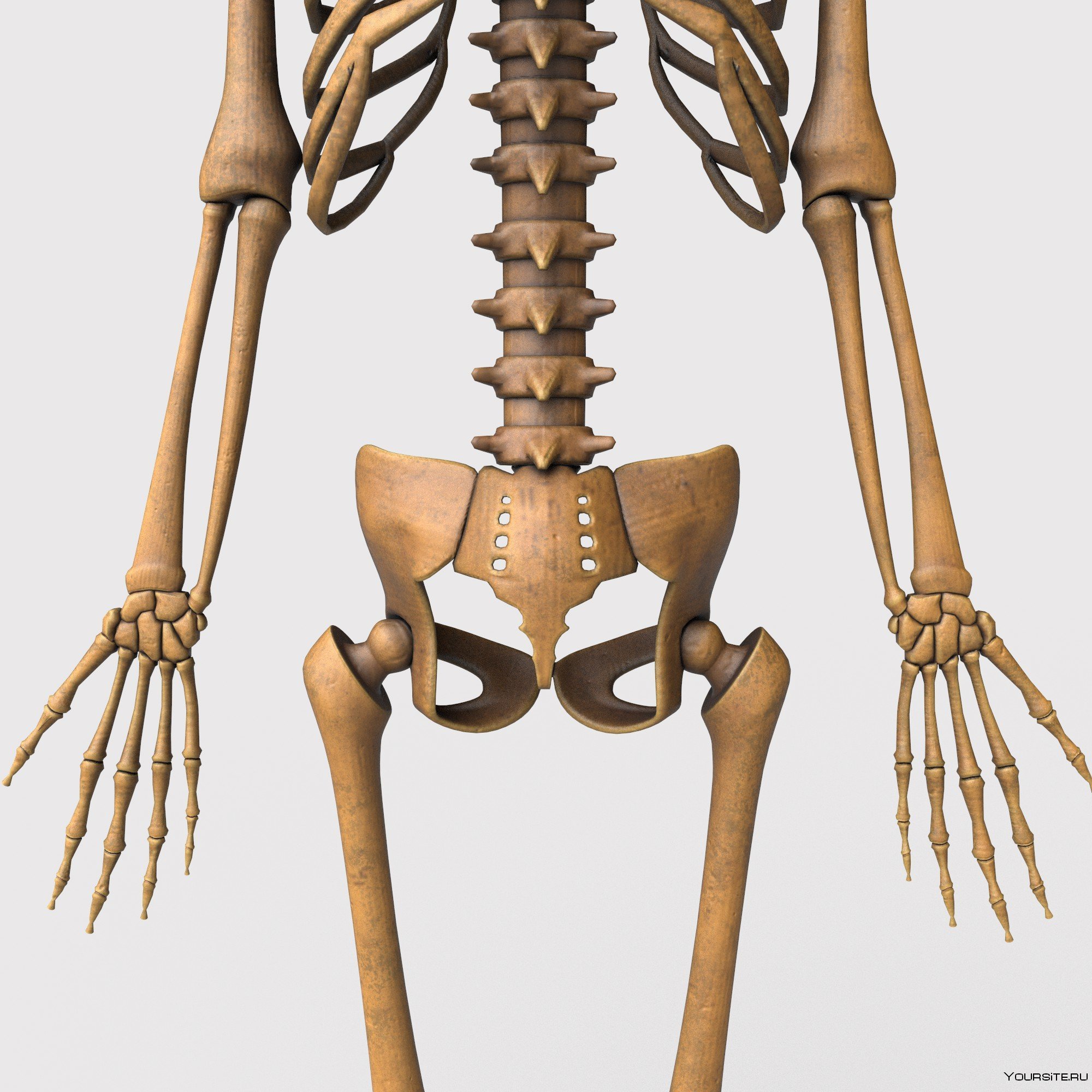 Поверхность скелета. Скелет человека. Скелет с боку. Здоровый скелет.