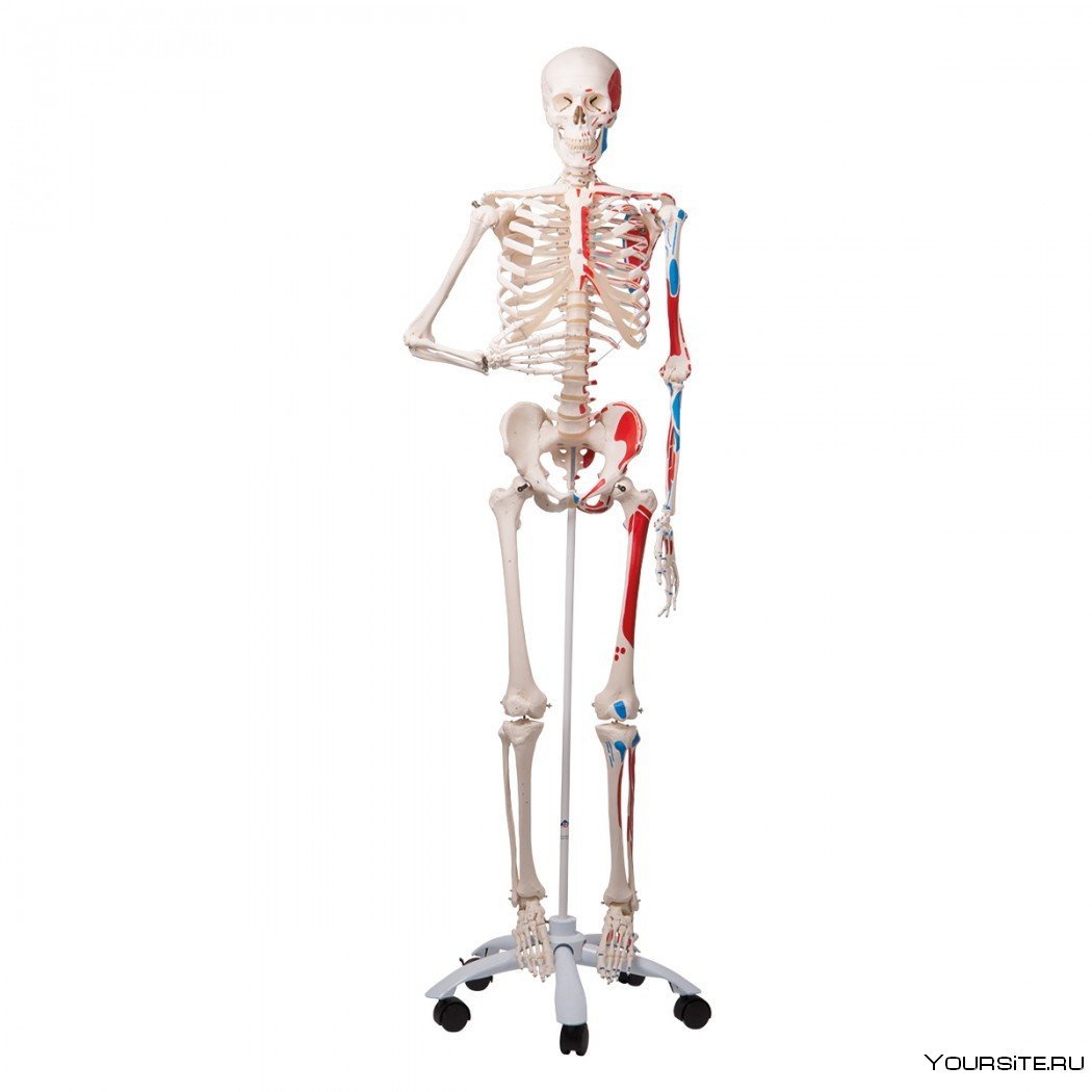 Скелет со скрещенными руками человека вертикально