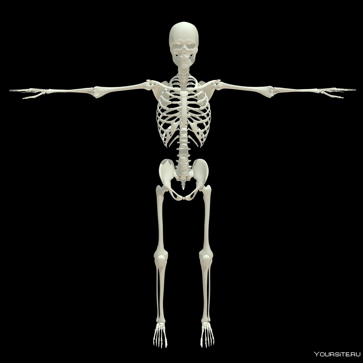 Скелет человека 180