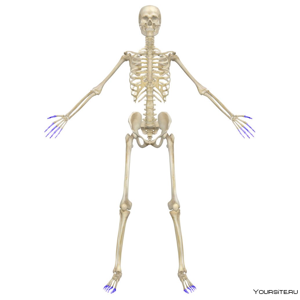 Скелет анатомия на синем фоне