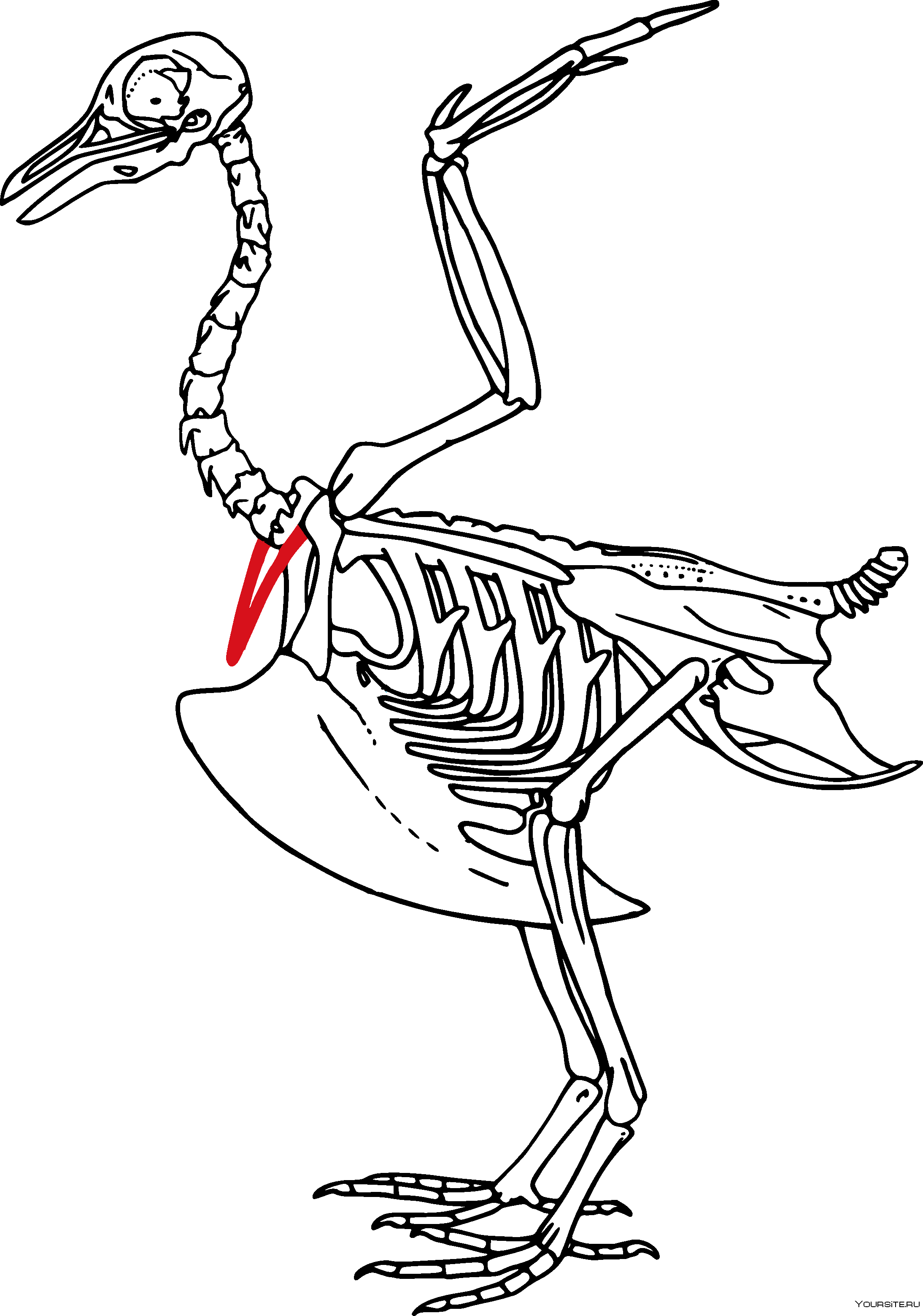 Энанциорнис скелет. Скелет птицы пигостиль. Вилочка в скелете птиц. Скелет птицы курицы.