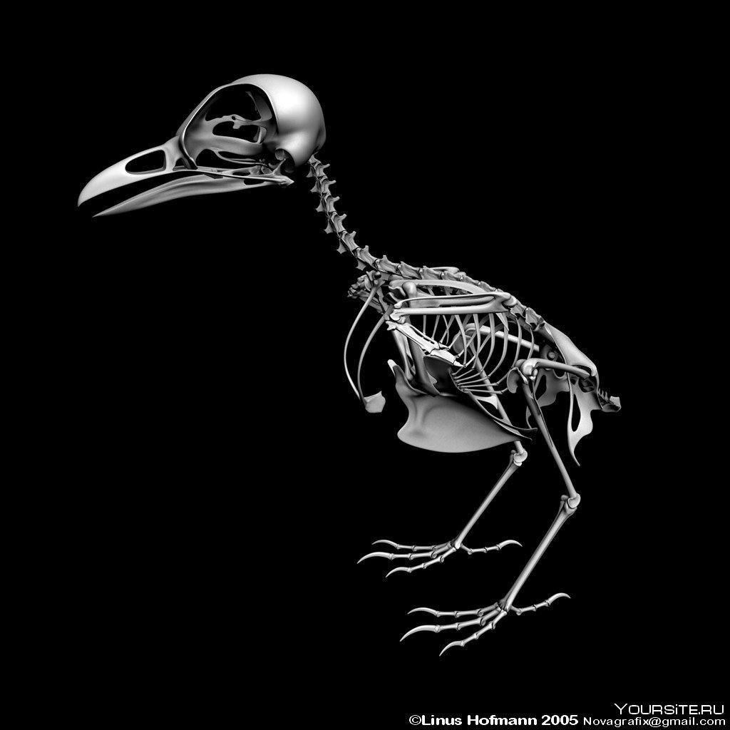 Кивиобразные птицы скелет