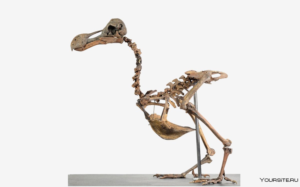 Скелет птицы Додо