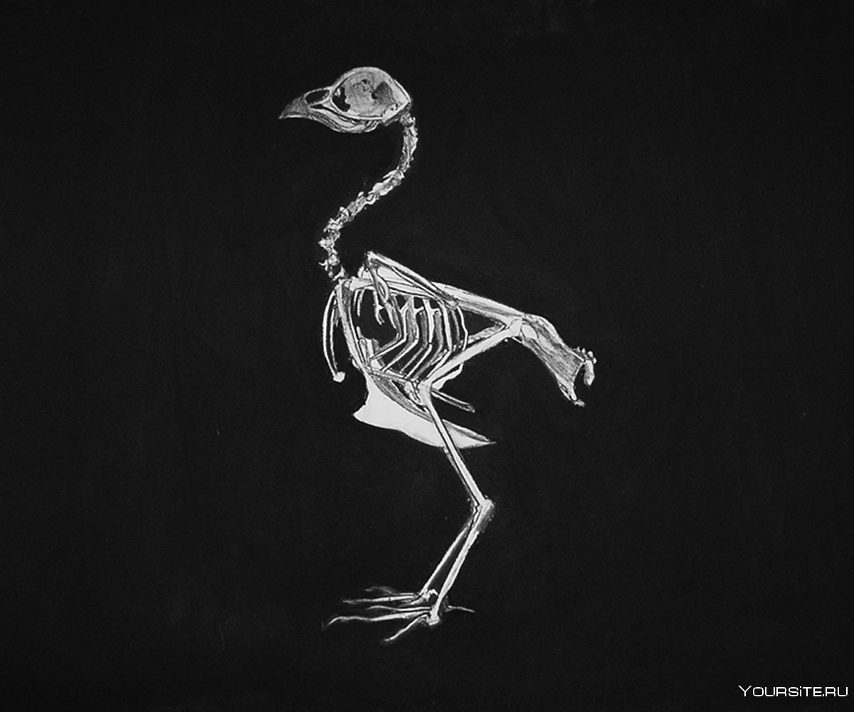 Строение Фламинго скелет