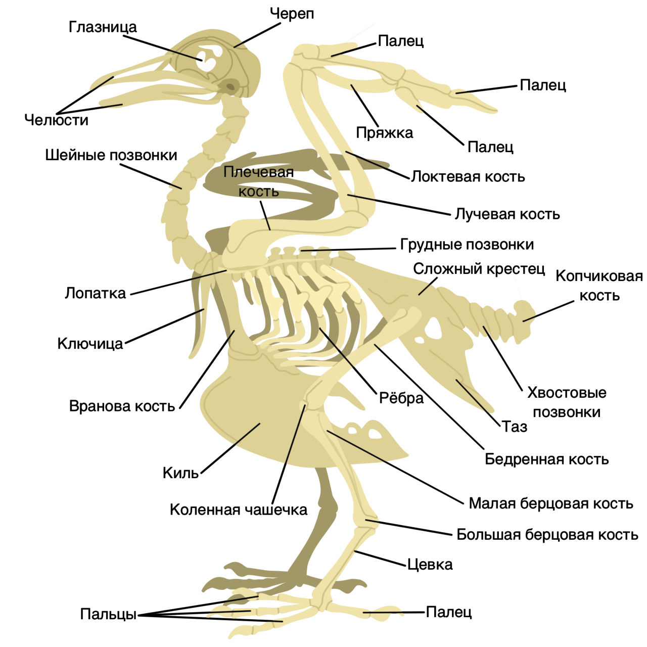 Функции отделов скелета птицы. Строение кости скелета птицы. Скелет птицы спереди. Строение скелета птицы таблица. Строение скелета курицы.