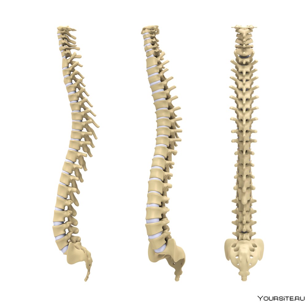 Форма позвоночника человека