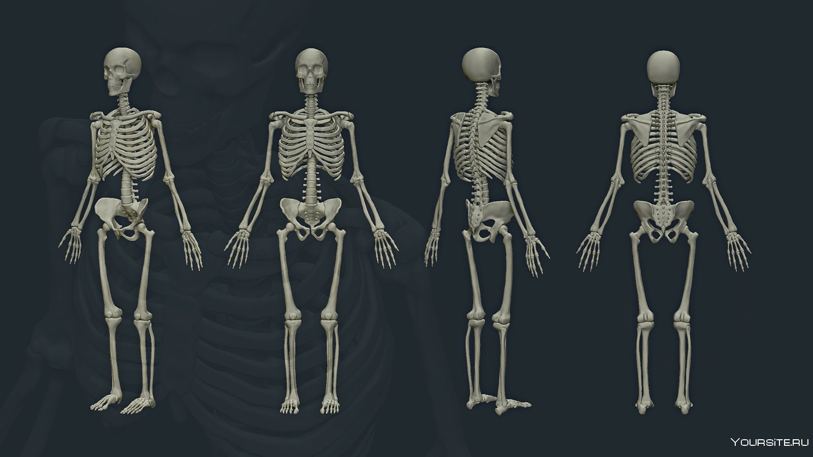 Скелет. Скелет мужчины. Женский скелет. Мужской и женский скелет