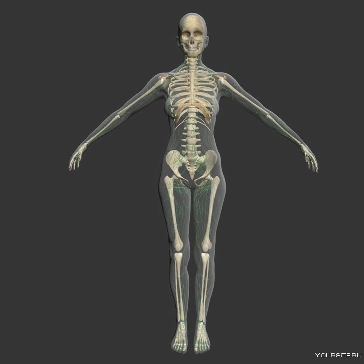 Женский скелет анатомия