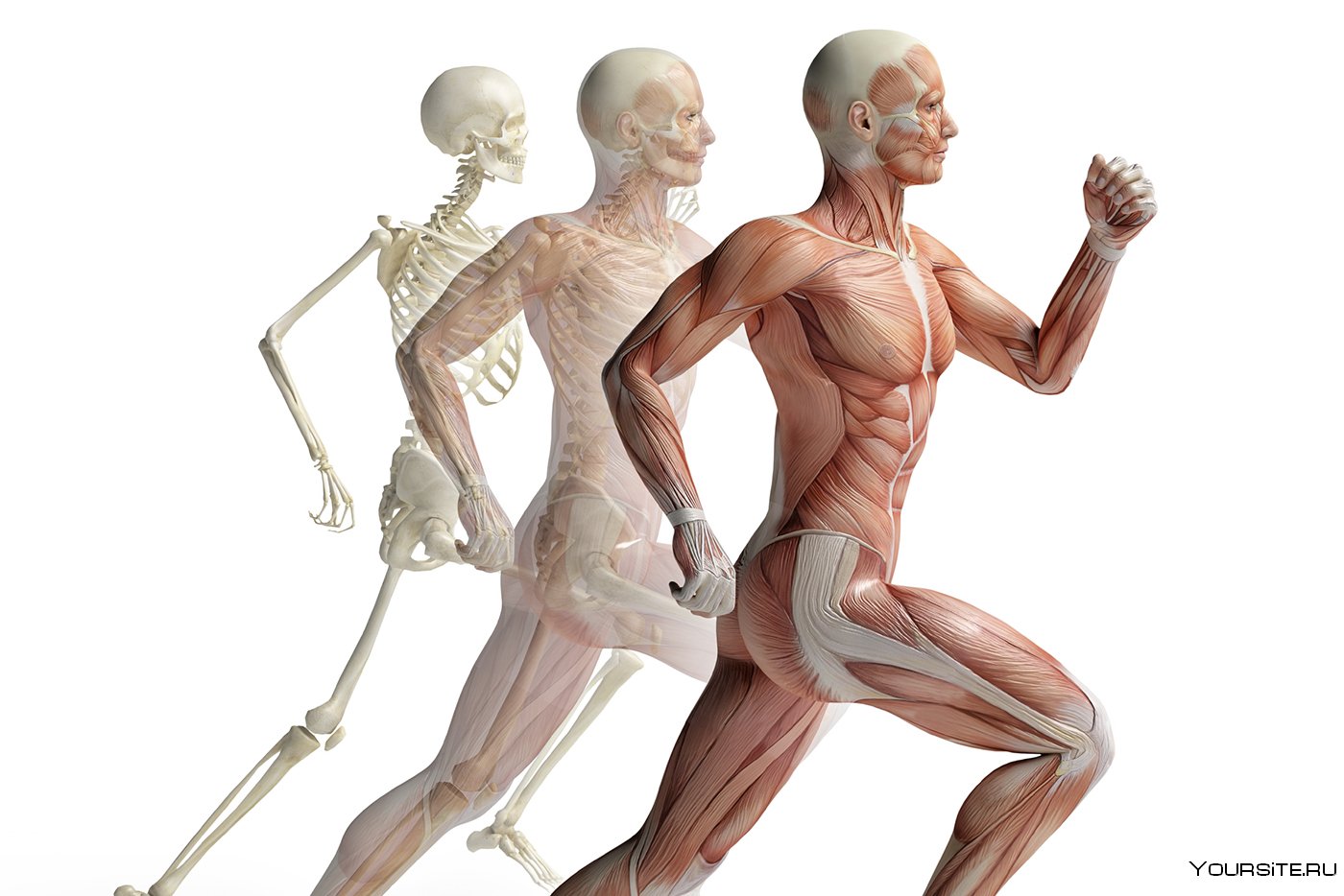 Опорно двигательная система нижних конечностей. Биомеханика опорно-двигательной системы человека. Костно мышечная система скелета. Опорно-двигательная система (костно-мышечная). Опорно двигательный аппарат скелетные мышцы.