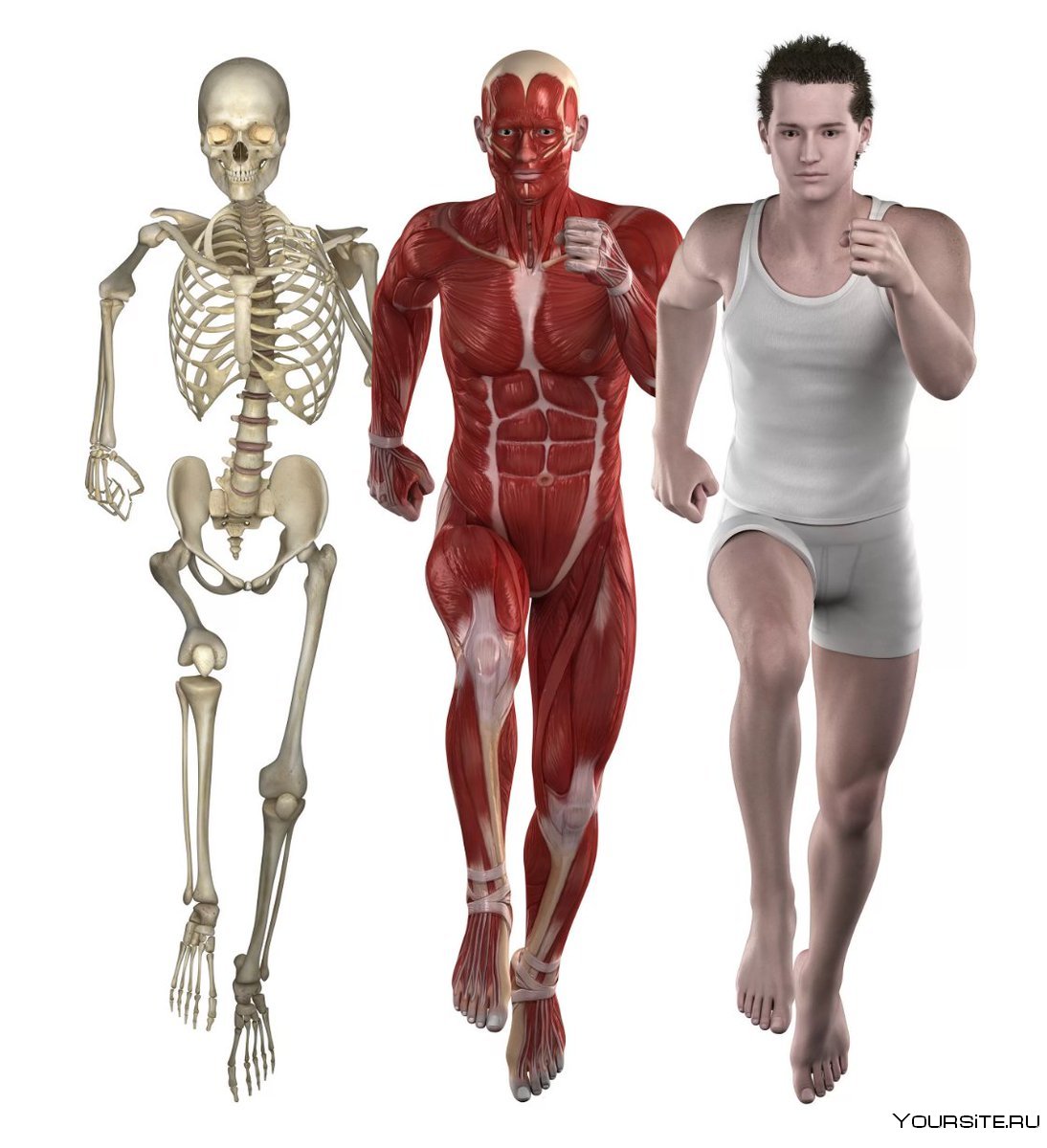Анатомия костно мышечной системы