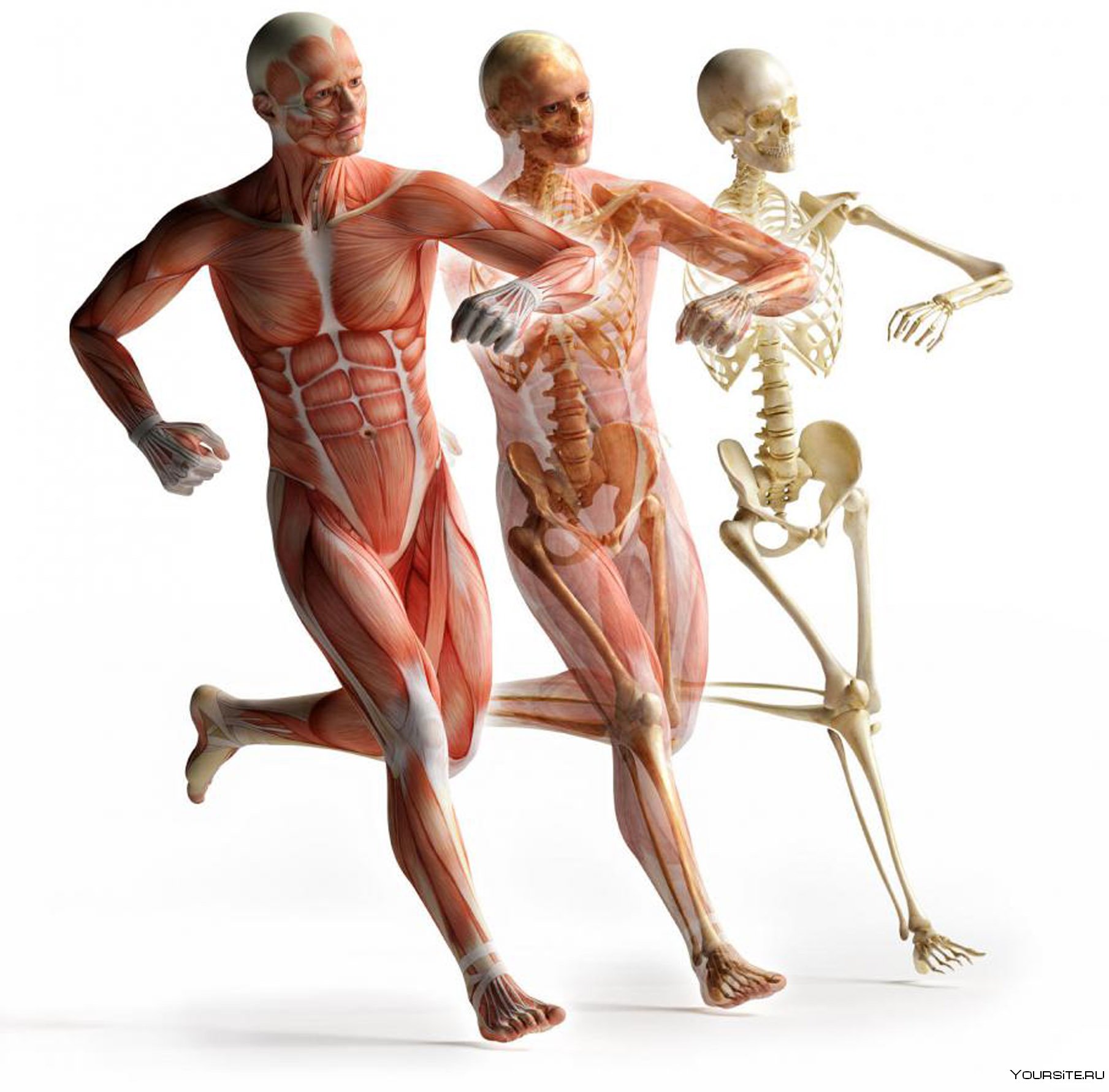 7 1 human. Пивченко анатомия опорно-двигательного аппарата. Мышечная система и скелет человека анатомия. Анатомия биомеханика физиология. Биомеханика опорно-двигательной системы человека.