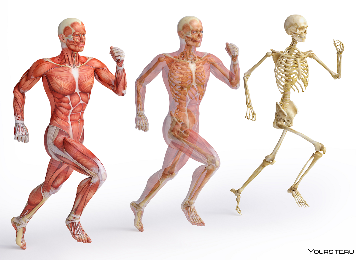 Опорно двигательная система нижних конечностей. Пивченко анатомия опорно-двигательного аппарата. Скелет человека опорно двигательная система. Опорно-двигательная система кости и мышцы. Строение опорно-двигательной системы человека (мышечная система)..