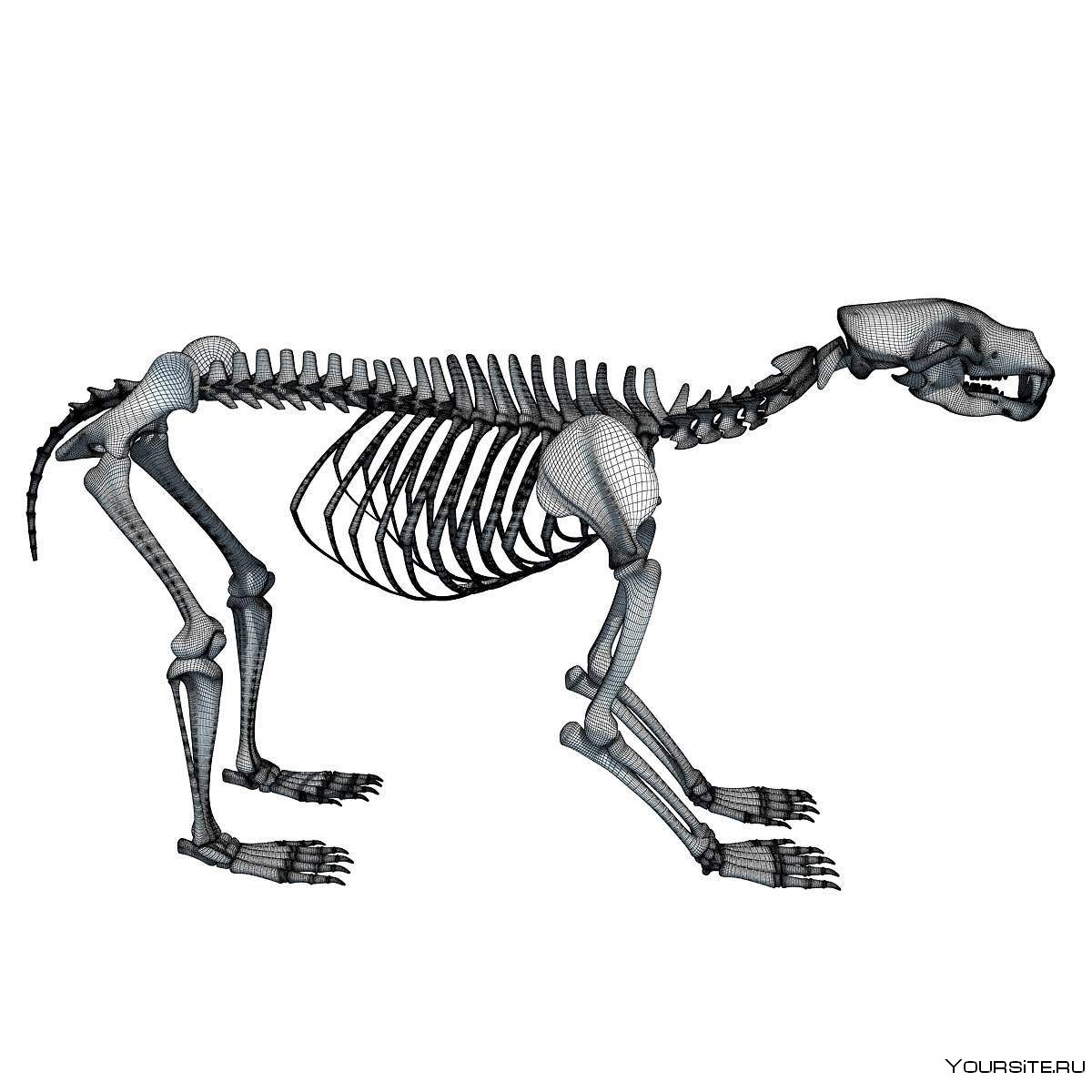 Интересные скелеты животных