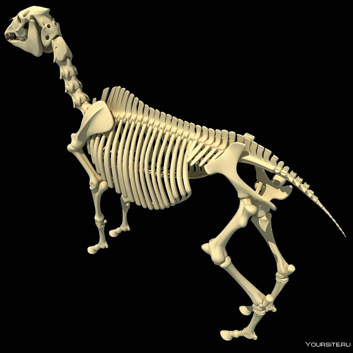 Скелет плейстоценовой лошади