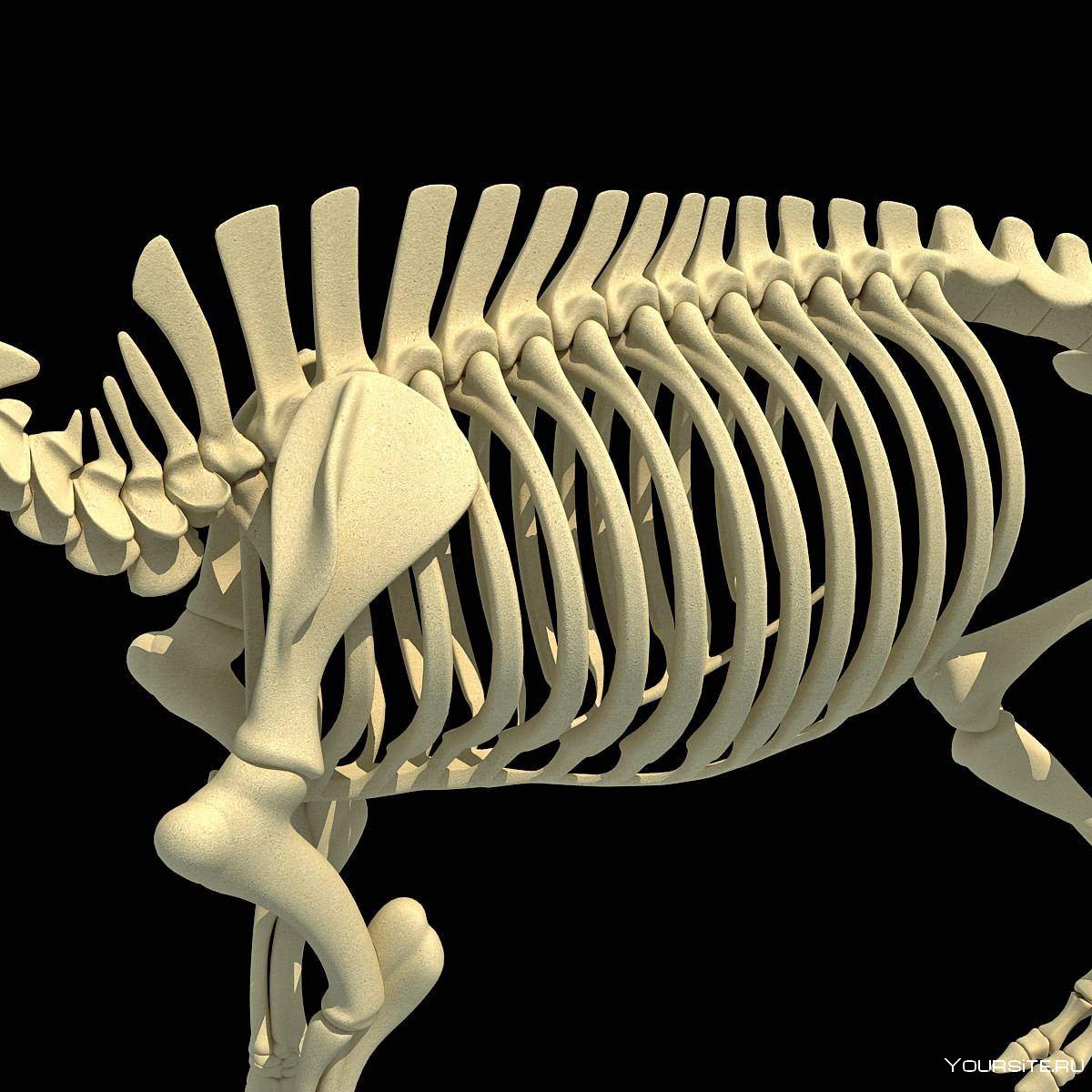 Олигокифус скелет