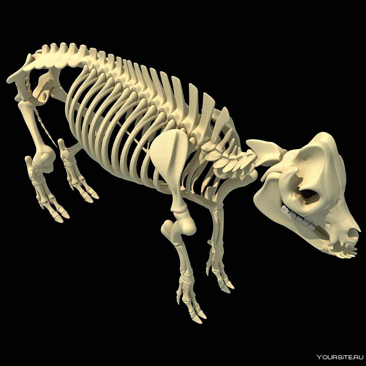 Скелет кабана