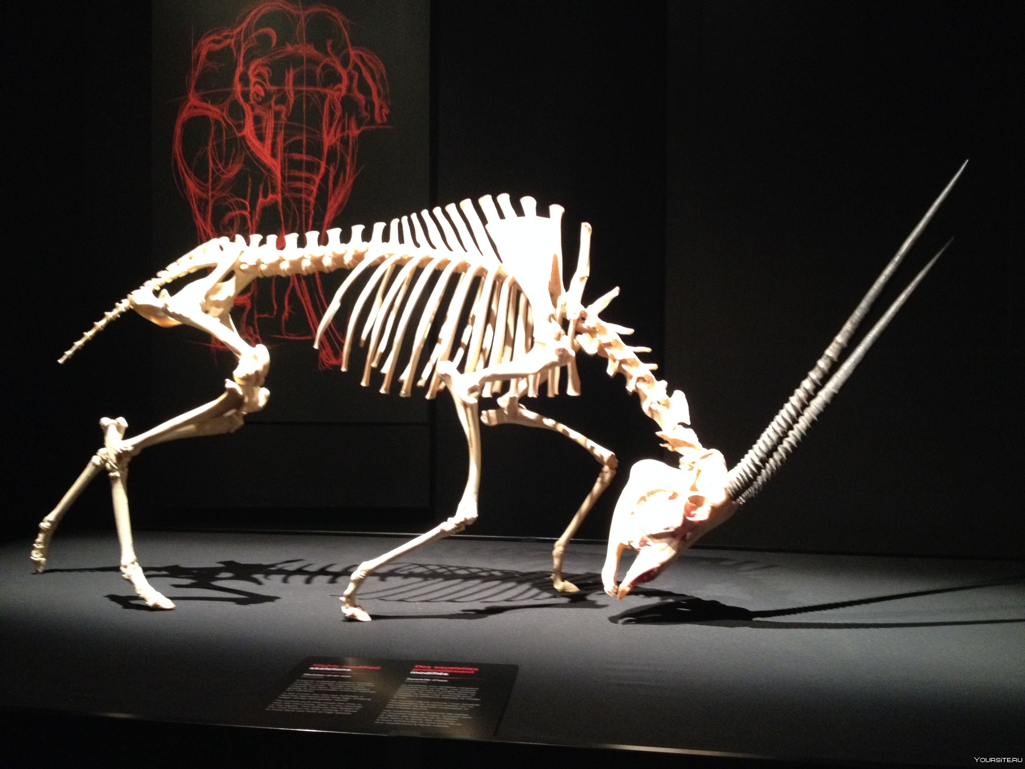 Виды скелетов животных. Скелет животного. Красивые скелеты животных. Самые необычные скелеты животных. Самые ужасные скелеты животных.