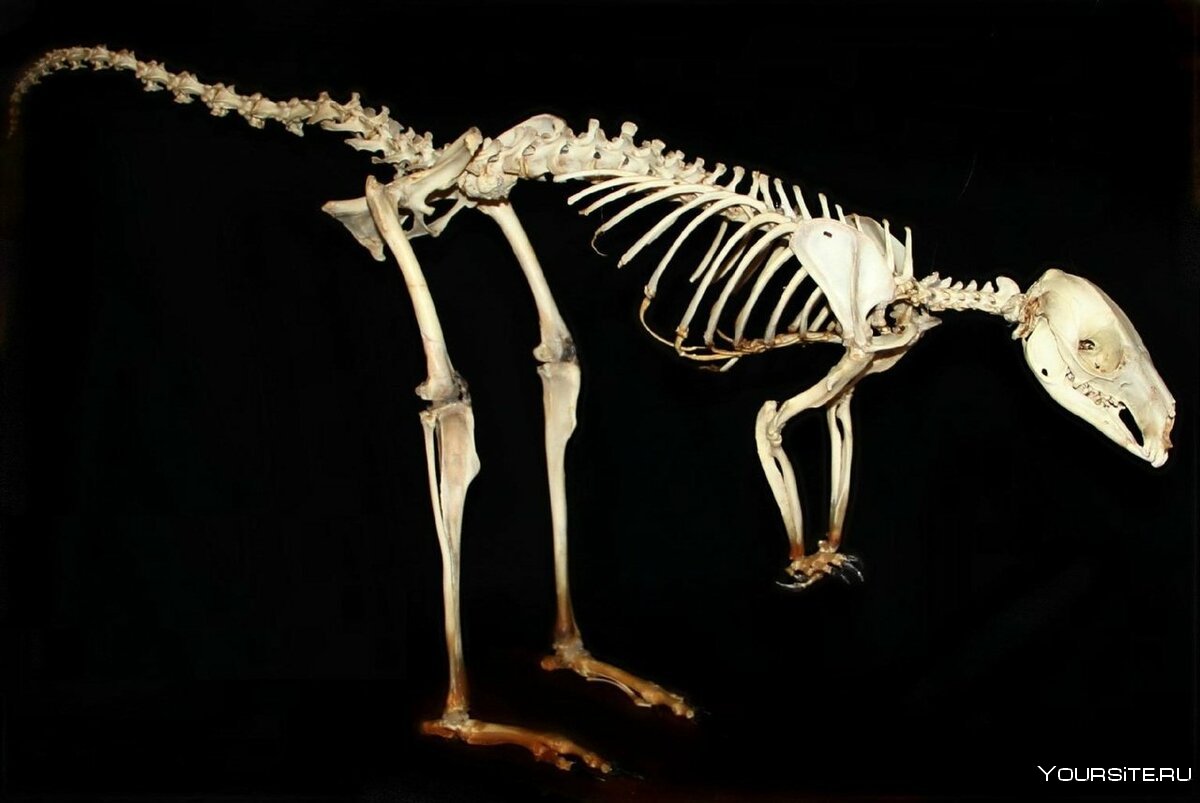 Скелет животного