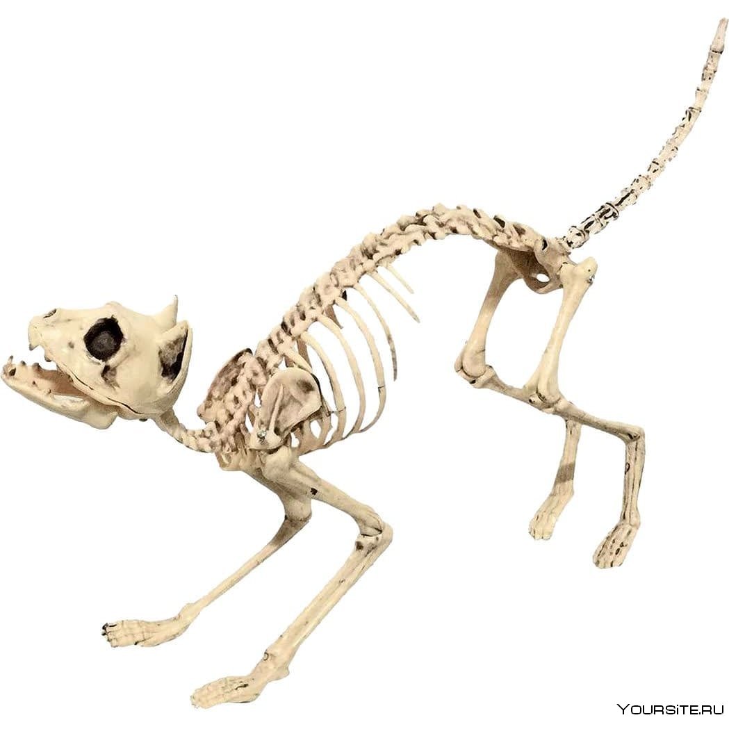 Кошкин скелет