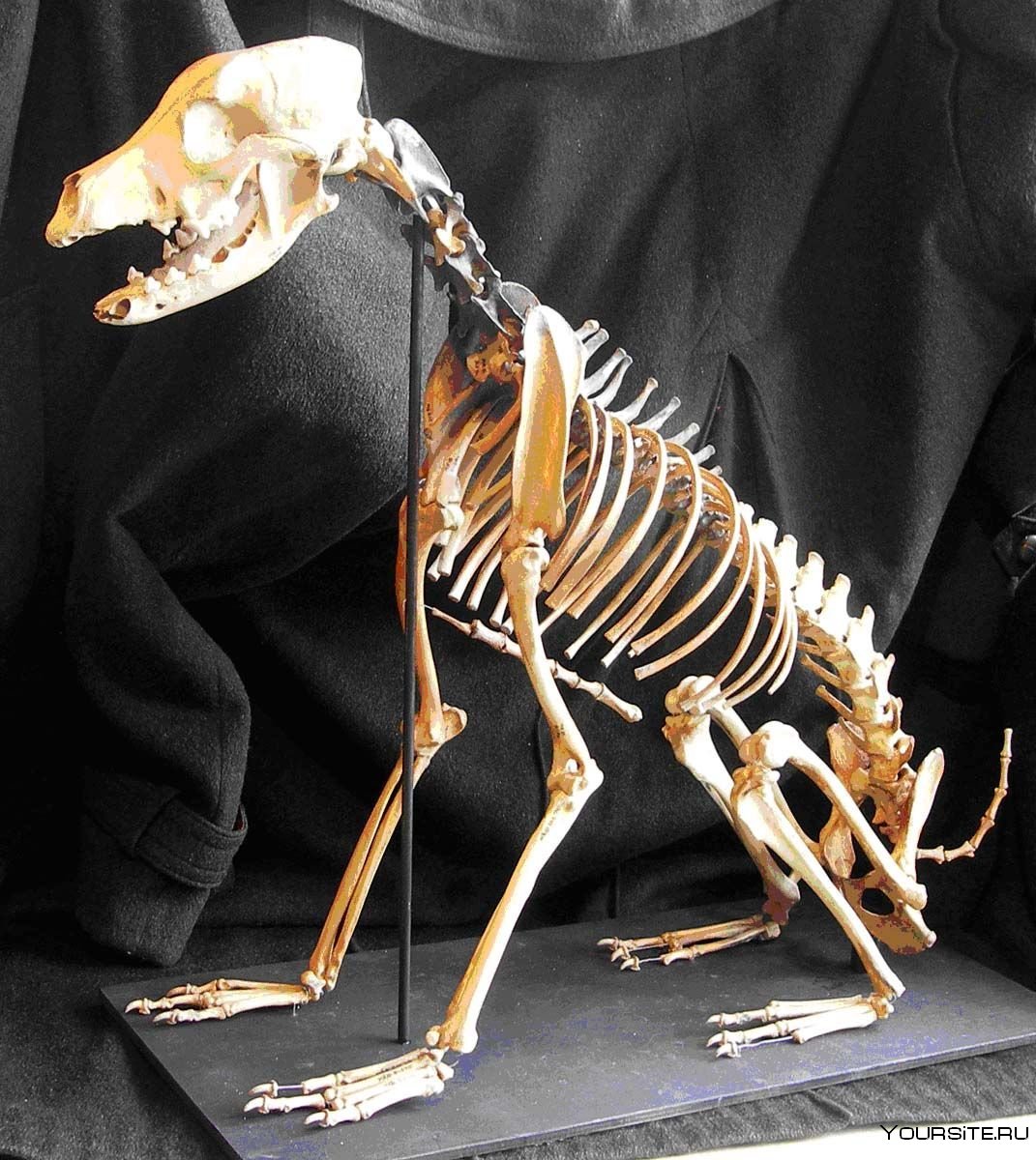 Сумчатый волк скелет