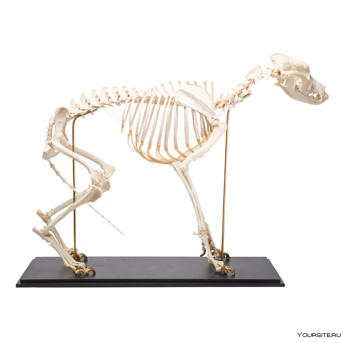 Скелет собаки